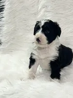 Aspen, a male Bernedoodle for sale in Clayton, MI – Photo 3 of 3