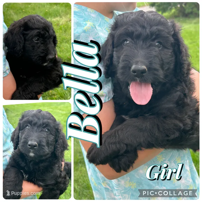 Bella – Bernedoodle puppy for sale in Clayton, MI