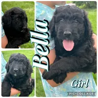 Bella, a female Bernedoodle for sale in Clayton, MI – 1 of 1