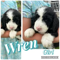 Wren, a female Bernedoodle for sale in Clayton, MI – 1 of 1