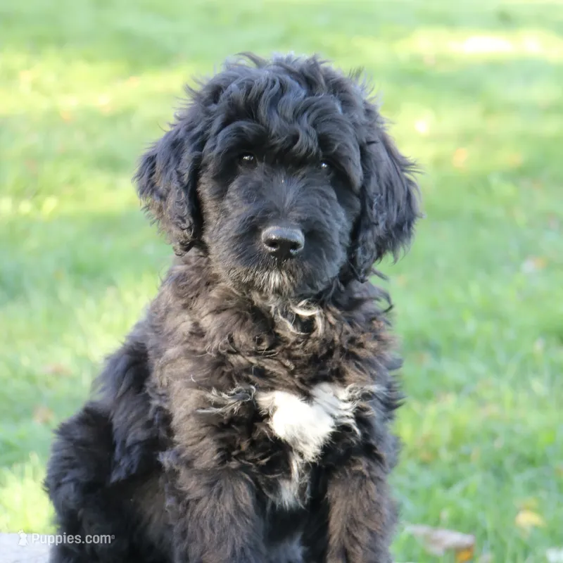 Midnight – Bernedoodle puppy for sale in Clayton, MI