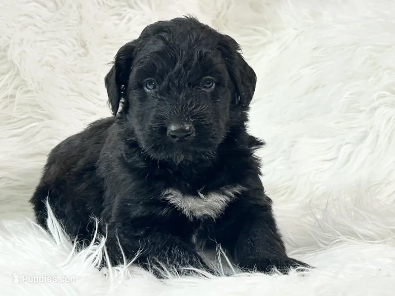 Ollie, a male Bernedoodle for sale in Clayton, MI – Photo 1 of 1