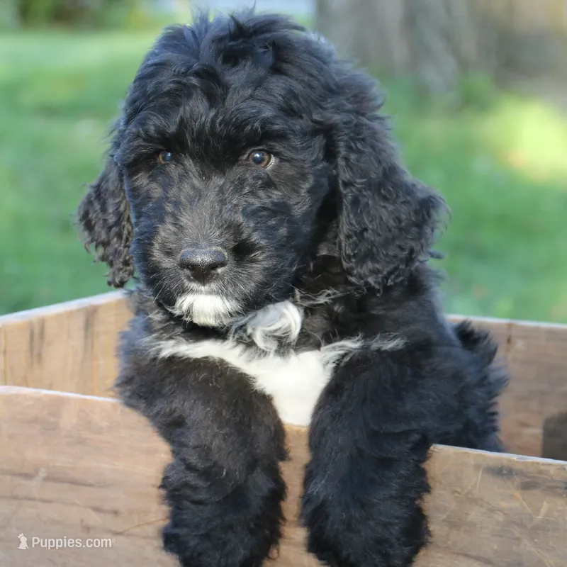 Gilbert – Bernedoodle puppy for sale in Clayton, MI