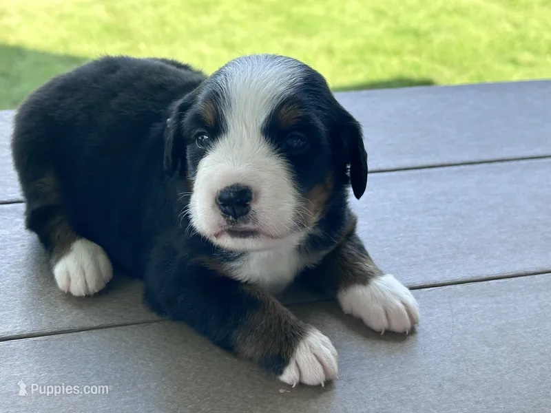 Poppy – Bernese Mountain Dog puppy for sale in Clayton, MI