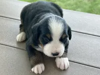 Poppy, a female Bernese Mountain Dog for sale in Clayton, MI – 2 of 2
