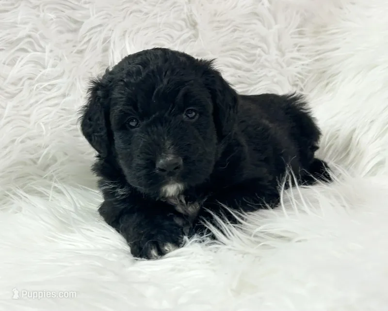 Rex, a male Bernedoodle for sale in Clayton, MI – Photo 1 of 1