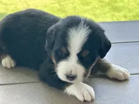 Gilbert, a male Bernese Mountain Dog for sale in Clayton, MI – 2 of 2