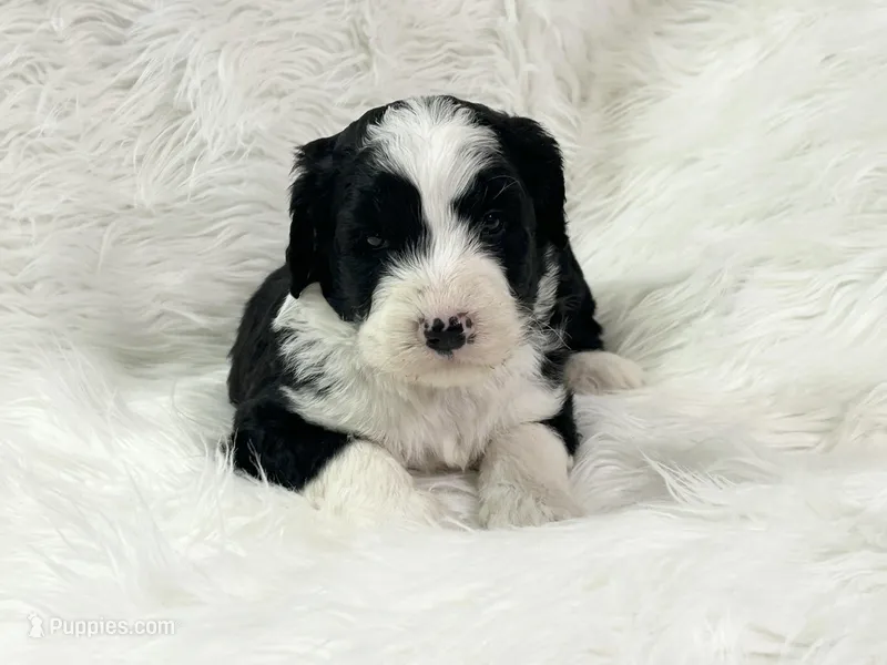 Gus, a male Bernedoodle for sale in Clayton, MI – Photo 1 of 1