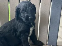 Midnight, a male Bernedoodle for sale in Clayton, MI – 2 of 2