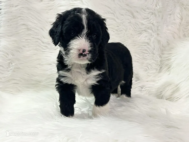 Buster, a male Bernedoodle for sale in Clayton, MI – Photo 1 of 1