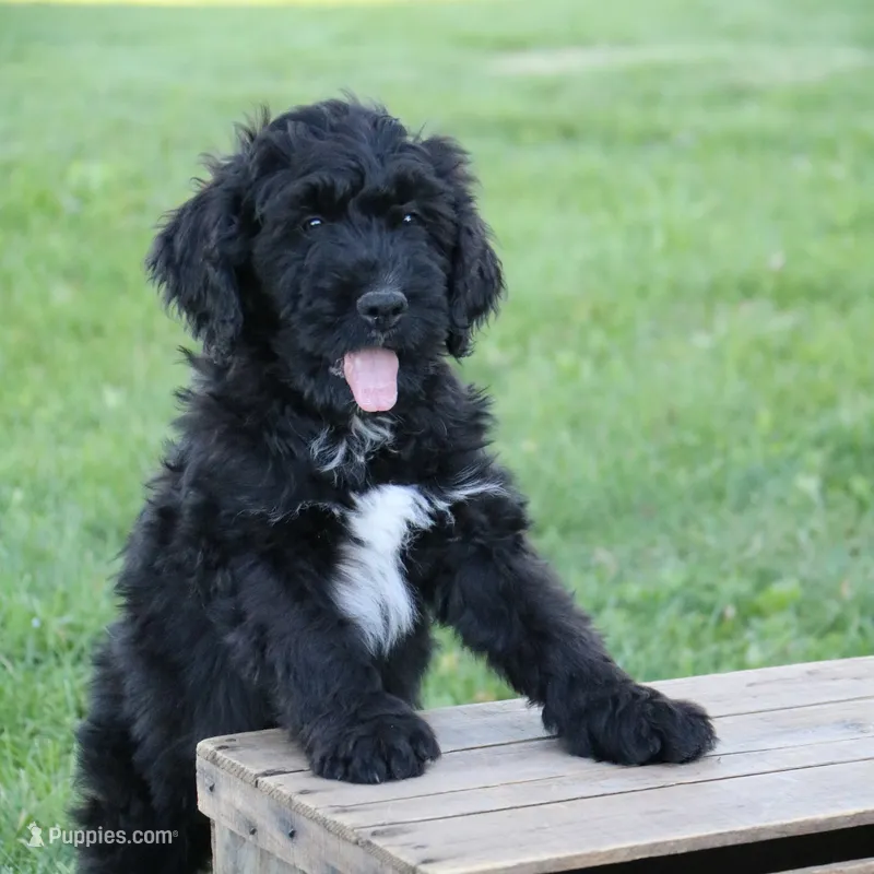 Teddy – Bernedoodle puppy for sale in Clayton, MI