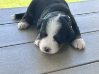 GUSS, a male Bernese Mountain Dog for sale in Clayton, MI – 2 of 2