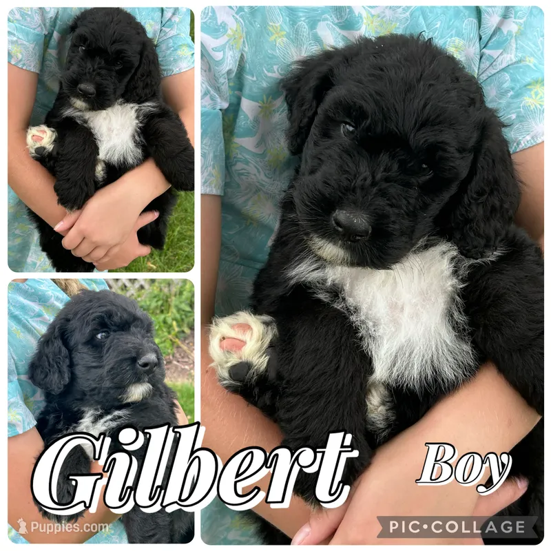Gilbert – Bernedoodle puppy for sale in Clayton, MI