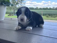 Buddy, a male Bernese Mountain Dog for sale in Clayton, MI – 2 of 2