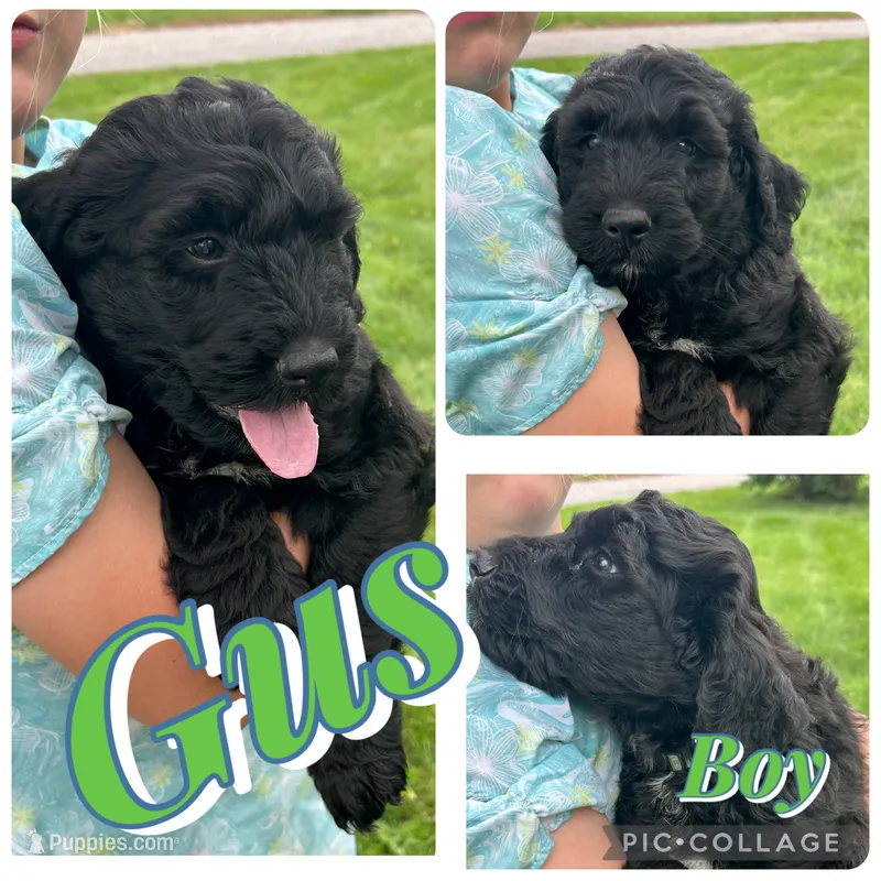 Gus – Bernedoodle puppy for sale in Clayton, MI
