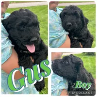 Gus, a male Bernedoodle for sale in Clayton, MI – 1 of 1
