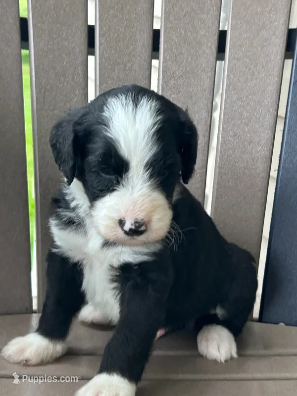 River – Bernedoodle puppy for sale in Clayton, MI