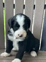 River, a female Bernedoodle for sale in Clayton, MI – 1 of 1