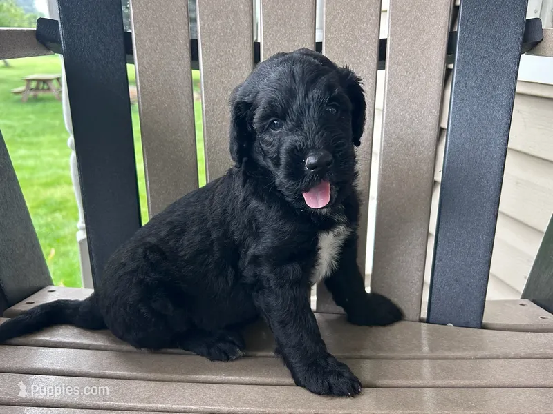 Midnight – Bernedoodle puppy for sale in Clayton, MI