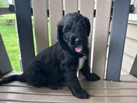 Midnight, a male Bernedoodle for sale in Clayton, MI – 1 of 2