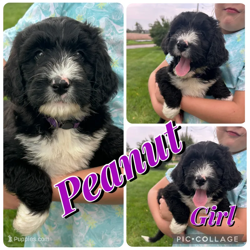 Peanut – Bernedoodle puppy for sale in Clayton, MI