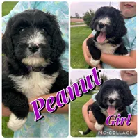Peanut, a female Bernedoodle for sale in Clayton, MI – 1 of 1