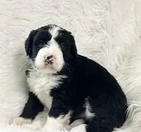 Tilly, a male Bernedoodle for sale in Clayton, MI – Photo 2 of 2