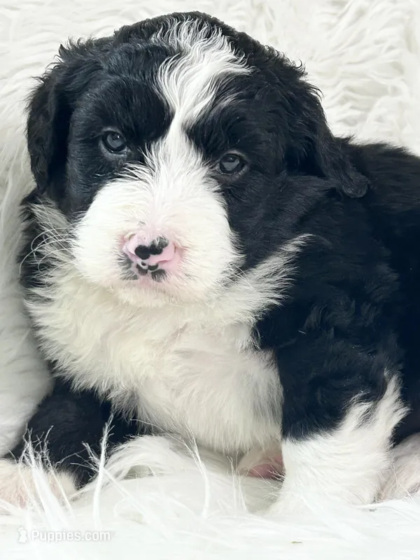 Tilly, a male Bernedoodle for sale in Clayton, MI – Photo 1 of 2