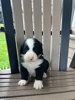 Cookie, a male Bernedoodle for sale in Clayton, MI – 1 of 1
