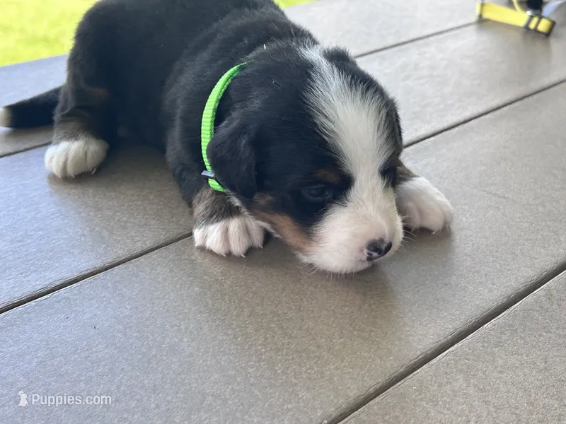 GUSS – Bernese Mountain Dog puppy for sale in Clayton, MI