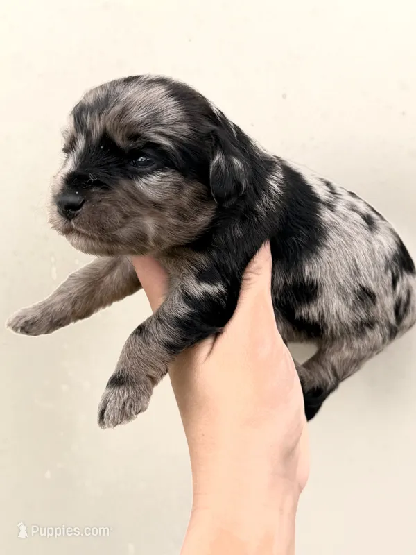 Sissy – Miniature Aussiedoodle puppy for sale in Wapanucka, OK