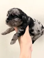 Sissy, a female Miniature Aussiedoodle for sale in Wapanucka, OK – 1 of 1