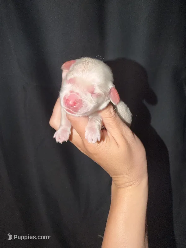 Ruger – Miniature Dachshund puppy for sale in Wapanucka, OK