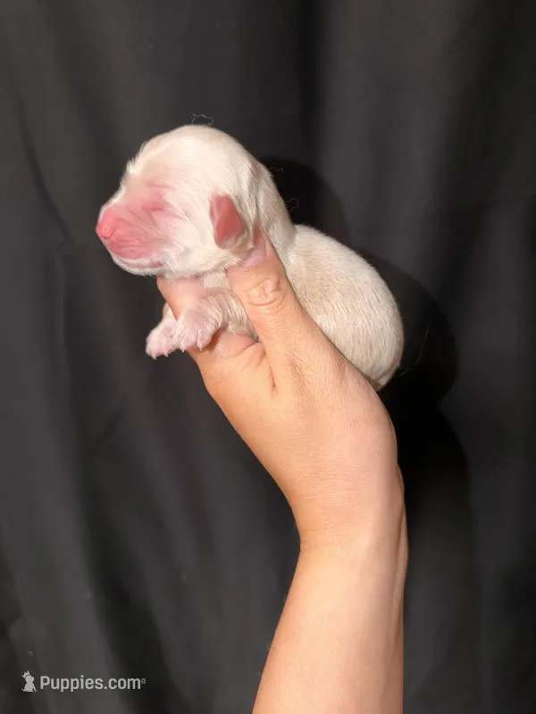 Ruger – Miniature Dachshund puppy for sale in Wapanucka, OK