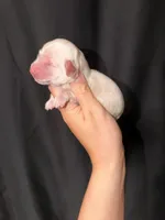 Ruger, a male Miniature Dachshund for sale in Wapanucka, OK – 2 of 2