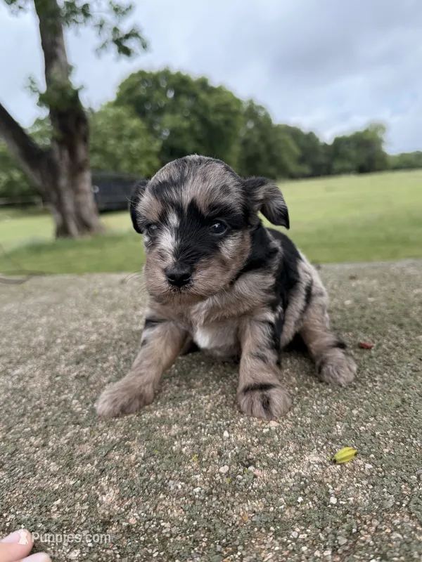 Trigger  – Miniature Aussiedoodle puppy for sale in Wapanucka, OK