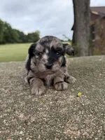 Trigger , a  Miniature Aussiedoodle for sale in Wapanucka, OK – 3 of 3