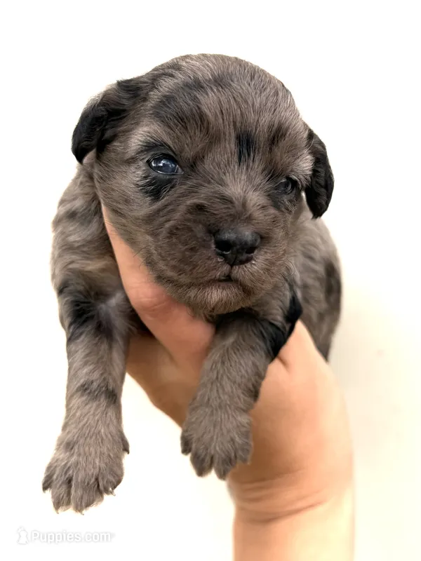 Lilly – Miniature Aussiedoodle puppy for sale in Wapanucka, OK