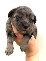 Lilly, a female Miniature Aussiedoodle for sale in Wapanucka, OK – 1 of 2