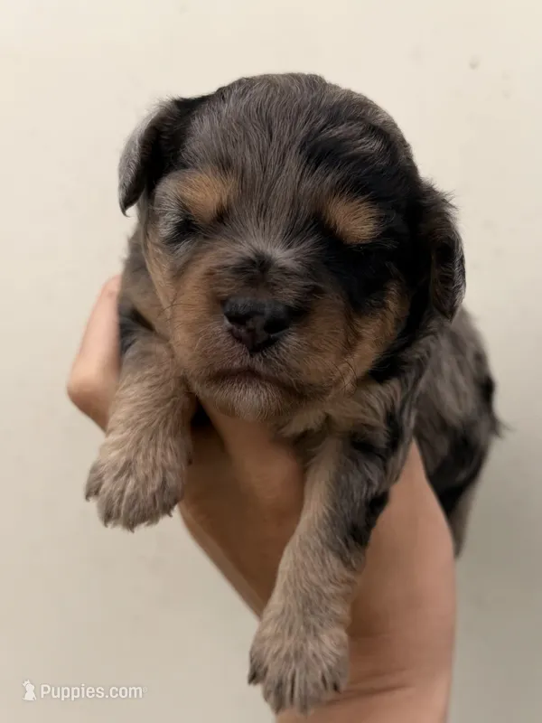 Stella – Miniature Aussiedoodle puppy for sale in Wapanucka, OK