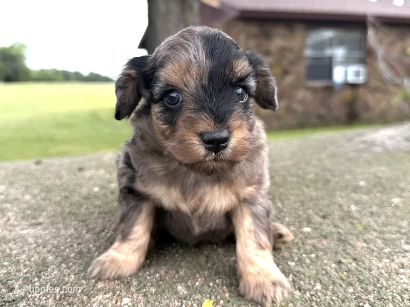 Trigger  – Miniature Aussiedoodle puppy for sale in Wapanucka, OK