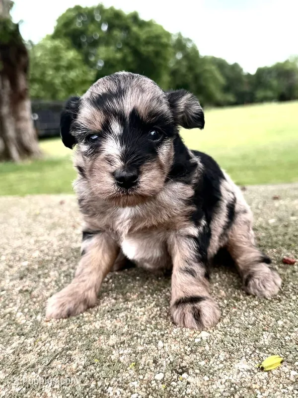 Sissy – Miniature Aussiedoodle puppy for sale in Wapanucka, OK