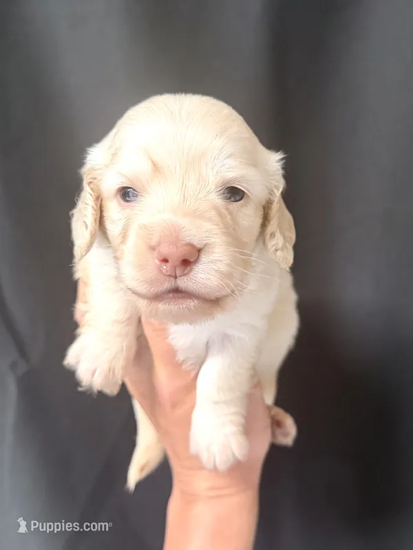 Ruger – Miniature Dachshund puppy for sale in Wapanucka, OK
