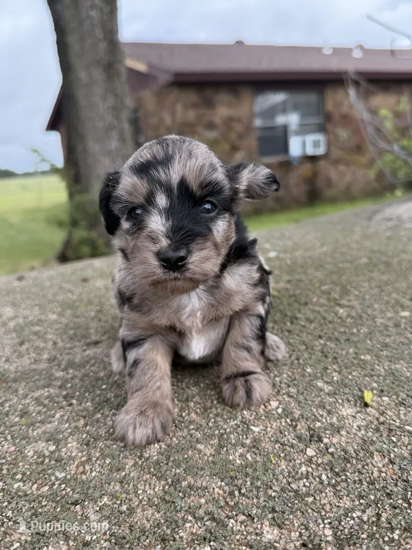Trigger  – Miniature Aussiedoodle puppy for sale in Wapanucka, OK
