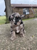 Trigger , a  Miniature Aussiedoodle for sale in Wapanucka, OK – 1 of 3