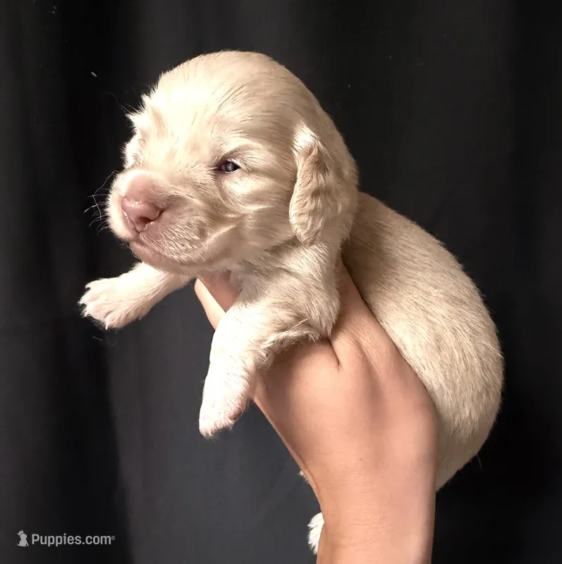 Ruger – Miniature Dachshund puppy for sale in Wapanucka, OK