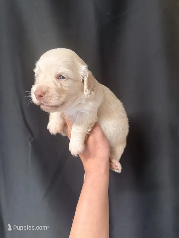 Ruger – Miniature Dachshund puppy for sale in Wapanucka, OK
