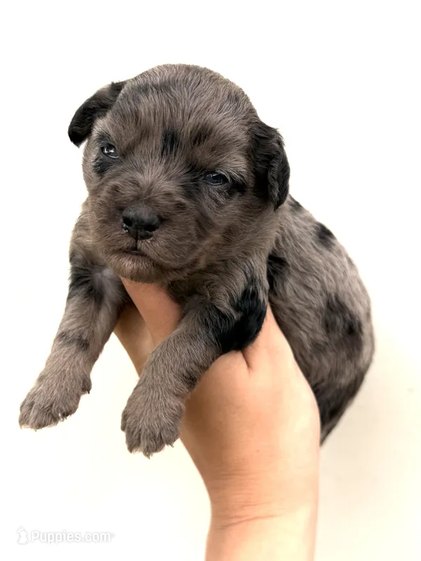 Lilly – Miniature Aussiedoodle puppy for sale in Wapanucka, OK