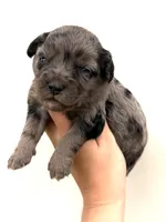 Lilly, a female Miniature Aussiedoodle for sale in Wapanucka, OK – 2 of 2