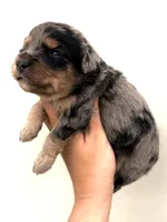 Stella, a female Miniature Aussiedoodle for sale in Wapanucka, OK – 2 of 2
